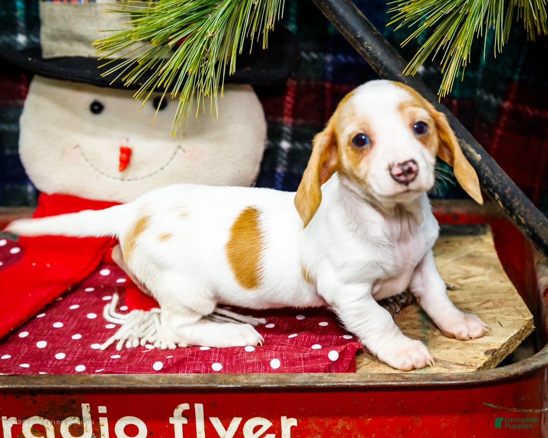 Miniature Dachshund dogs for sale: Sadie - Ad 4