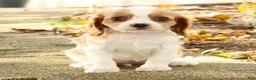Cavalier King Charles Spaniel dogs for sale: Zaylee - Ad 6