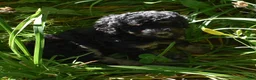 Standard Poodle dogs for sale: Standard Poodle 11 Black Phantom - Ad 8