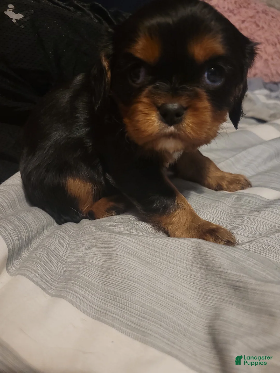 Cavalier King Charles Spaniel dogs for sale: Sebastian - Ad 5