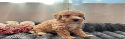 Miniature Poodle dogs for sale: Tubby - Ad 3