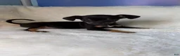 Chihuahua dogs for sale: Chihuahua Puppy 2 - Ad 20