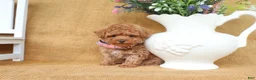 Toy Poodle dogs for sale: Parker - Ad 6