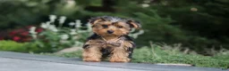Yorkiepoo dogs for sale: Beckham - Ad 6