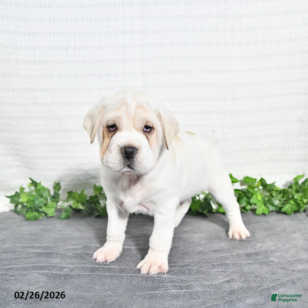 Mini Hippo dogs for sale: Bernie - Ad 2