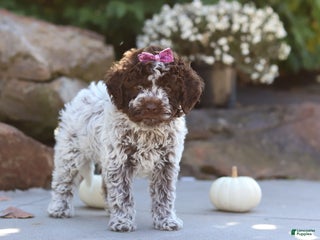 Lagotto Romagnolo dogs - Ad 4