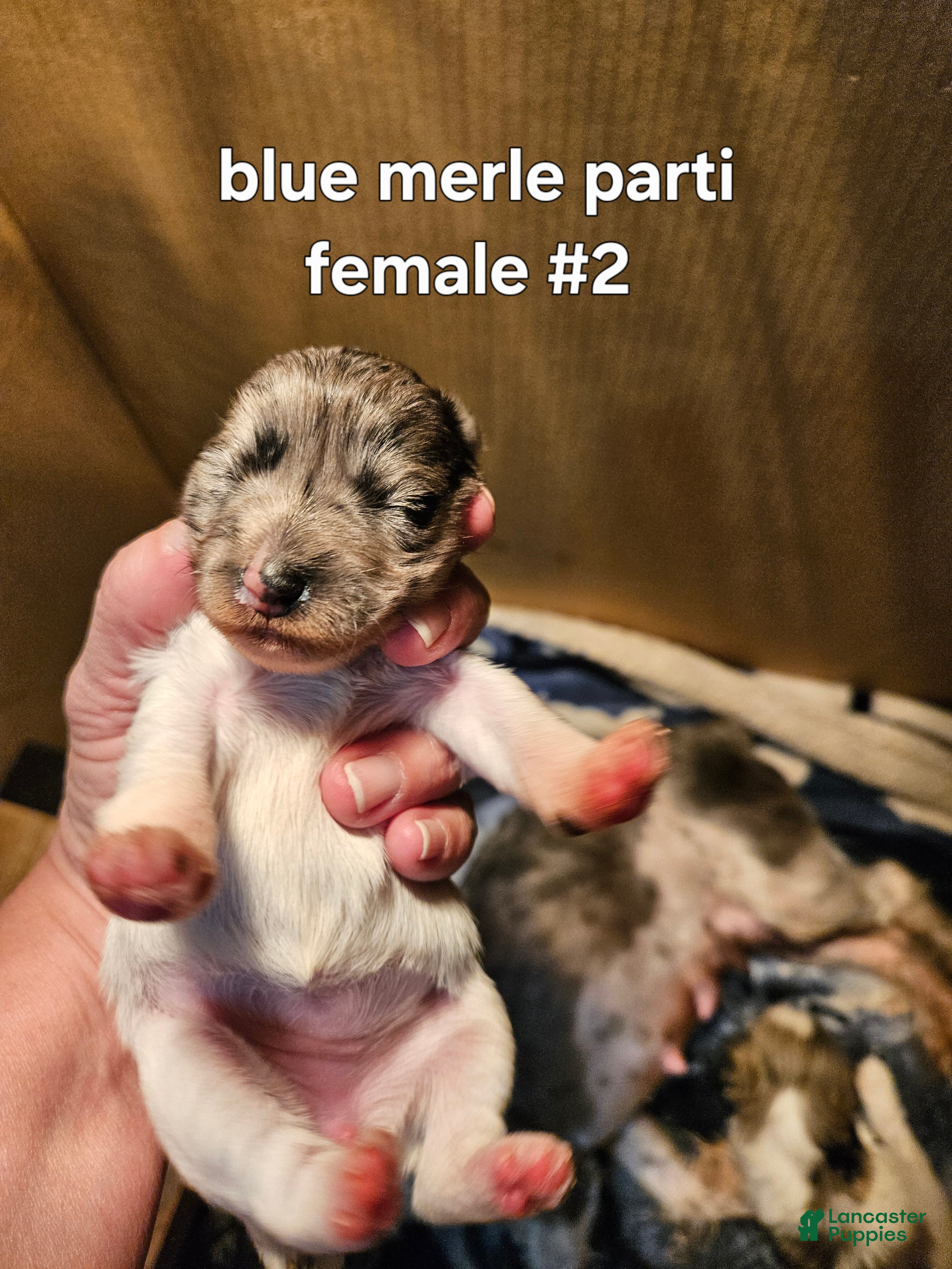 Miniature Schnauzer dogs Blue merle parti female #2  - Ad 40
