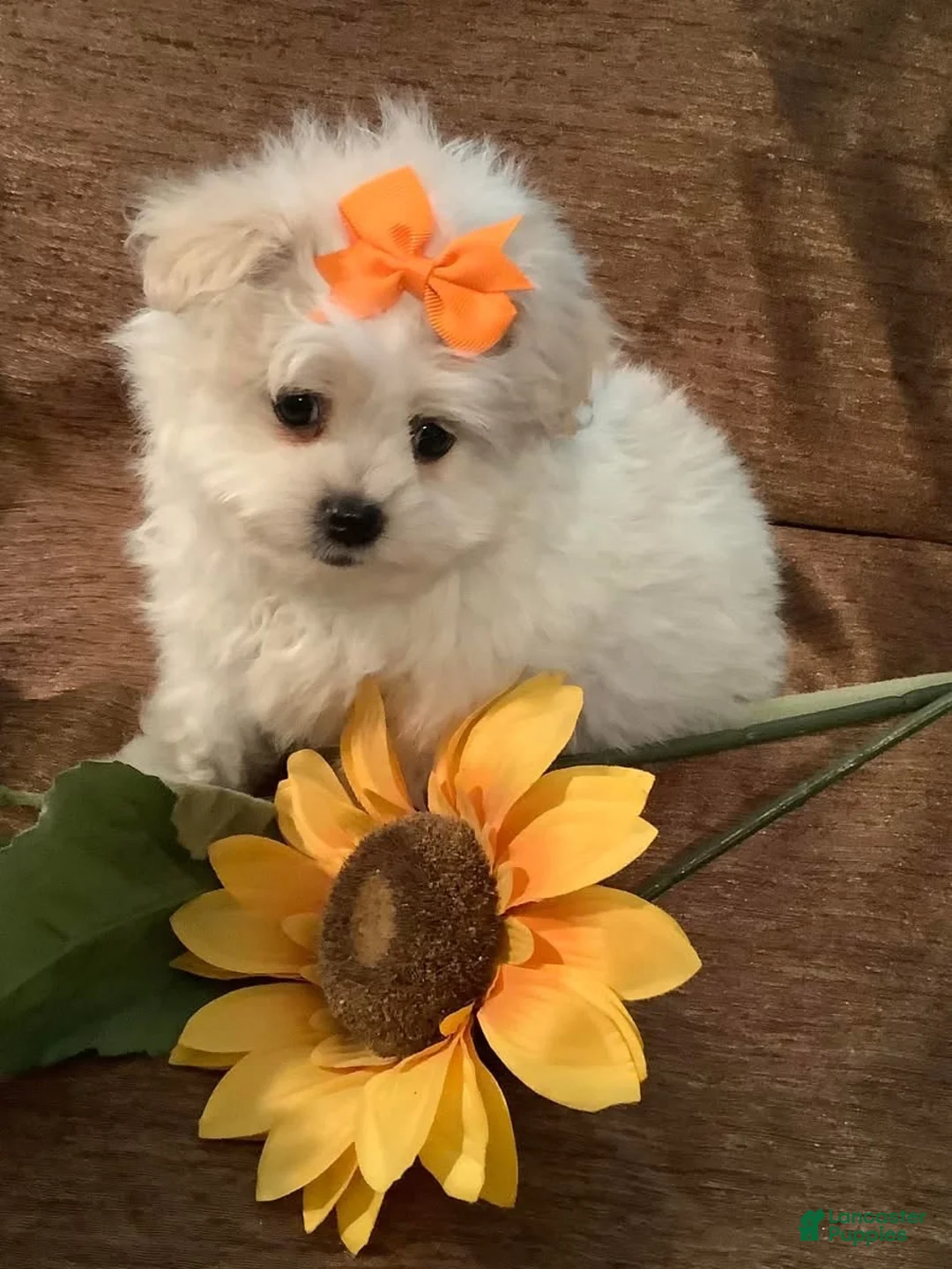 Pomapoo dogs for sale: Pomapoo 5 - Ad 13