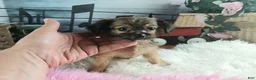 Chihuahua dogs for sale: Micro teacup chihuahua long hair. Hand Delivery  - Ad 6