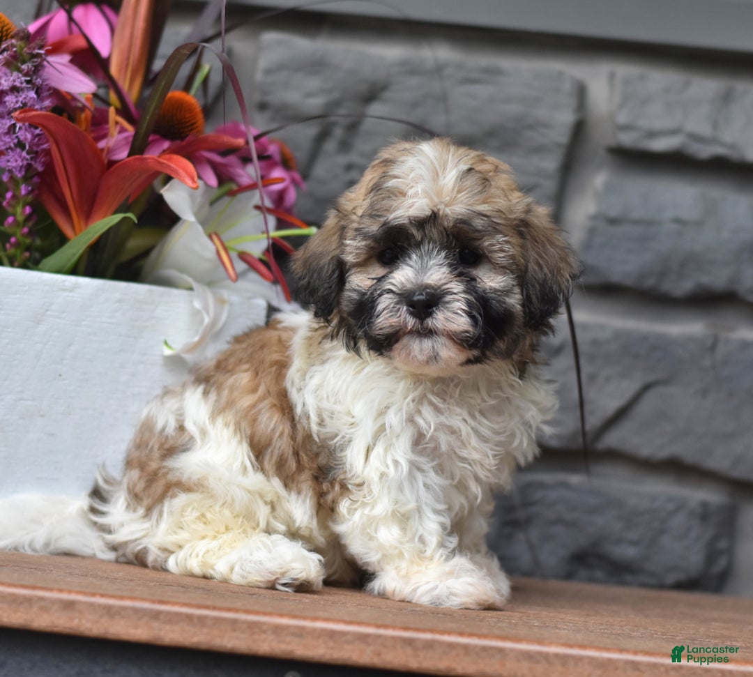 Gallery Image {{count}}