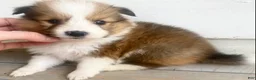 Shetland Sheepdog dogs for sale: Sylvan  - Ad 3