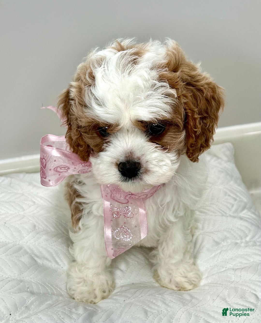 Cavapoo dogs for sale: Penelope - Ad 2