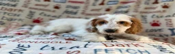 Cockapoo dogs for sale: Tony - Ad 8