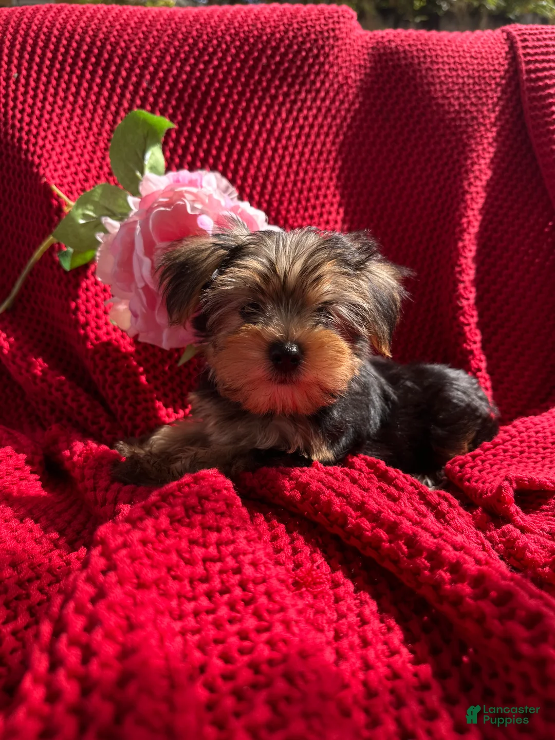 Yorkshire Terrier dogs for sale: Yorkshire Terrier Puppy 3 - Ad 1