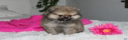 Pomeranian dogs for sale: Tiny Tessa - Ad 4
