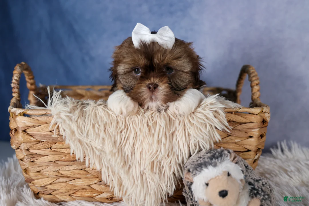 Shih Tzu dogs for sale: GABBY - Ad 1