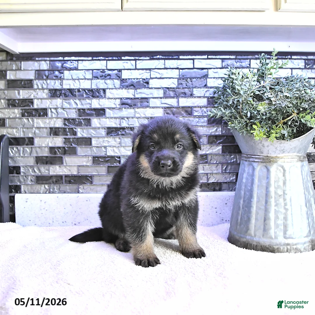 German Shepherd dogs for sale: Clover - Ad 2