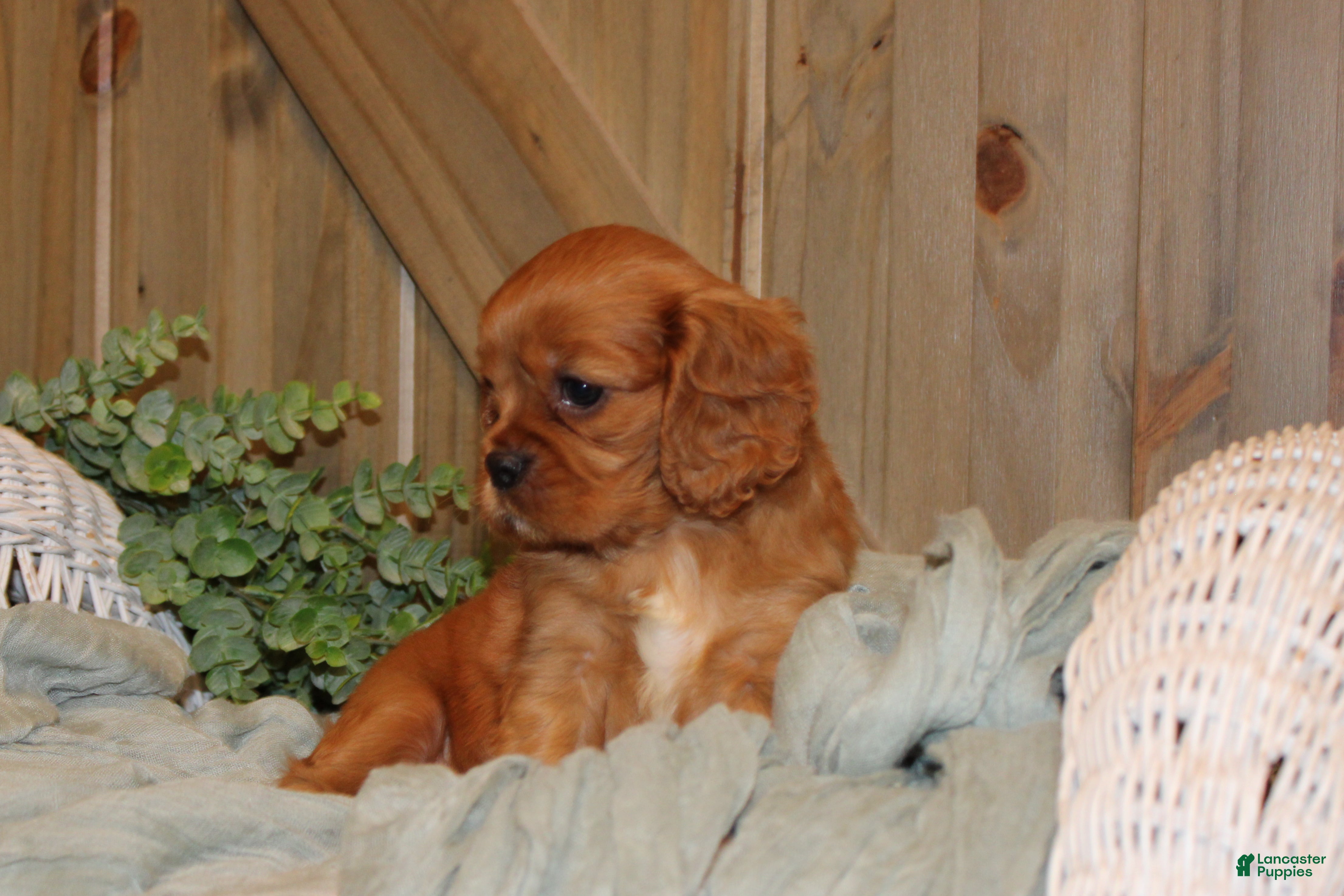 Cavalier King Charles Spaniel dogs for sale: Jasmine - Ad 3