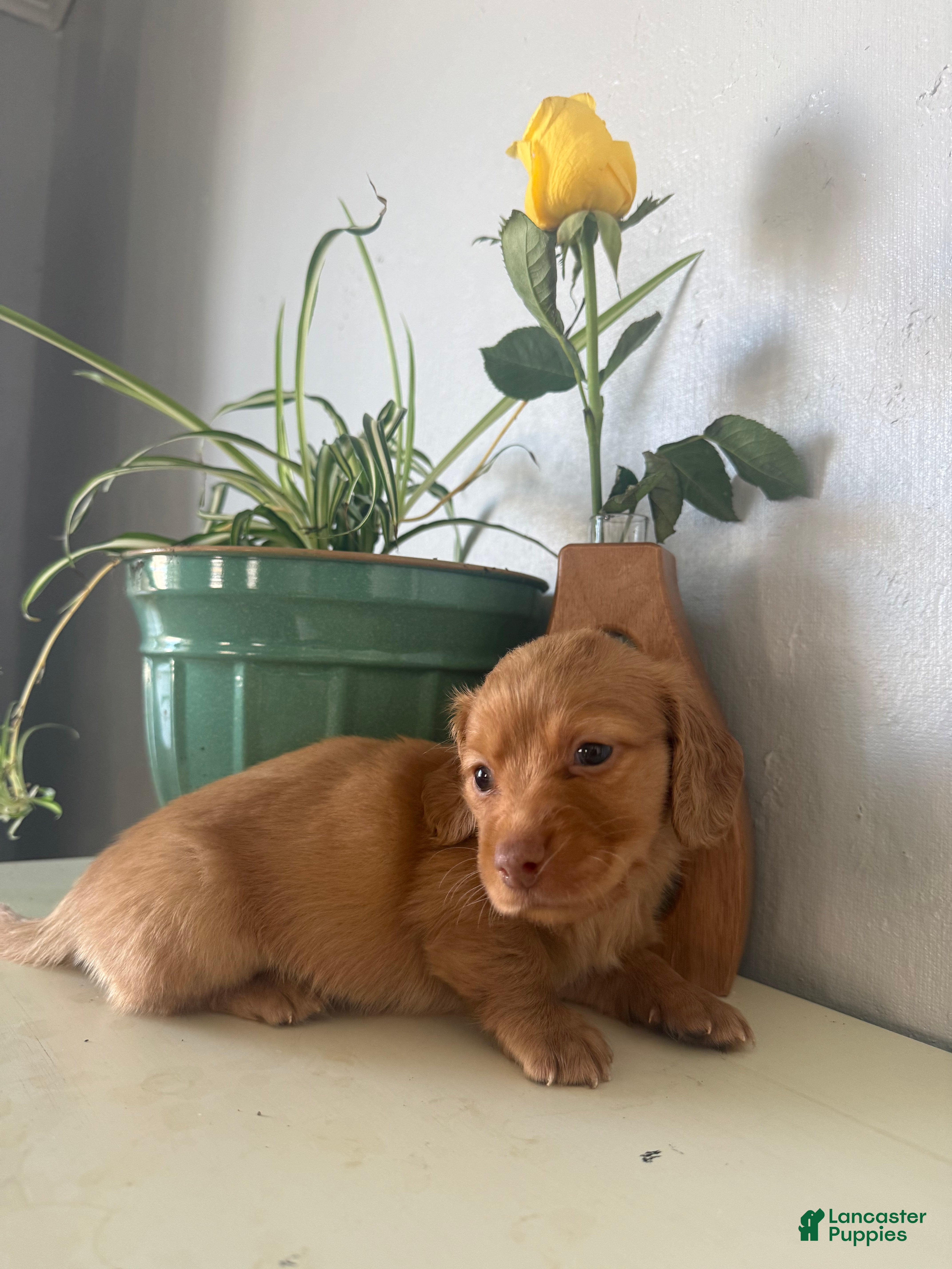 Miniature Dachshund dogs for sale: Cooper - Ad 3