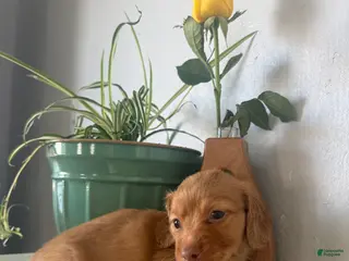 Miniature Dachshund dogs for sale: Cooper - Ad 3