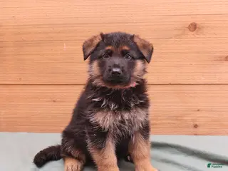 German Shepherd dogs for sale: Gunner - Ad 2