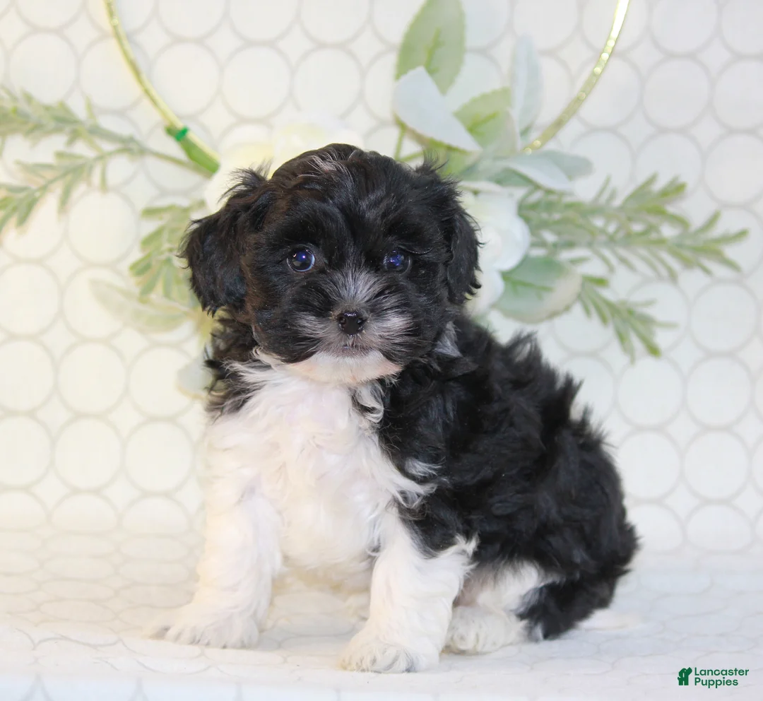 Shihpoo dogs for sale: Ally - Ad 2