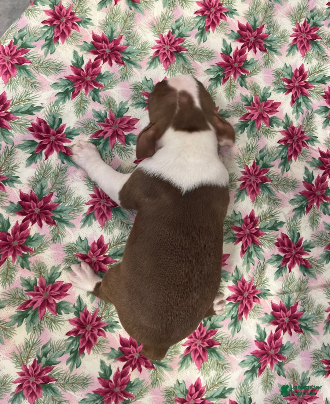 Boston Terrier dogs for sale: Alta - Ad 3