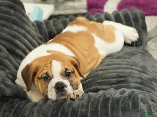 Beabull dogs Rosemary - Ad 2