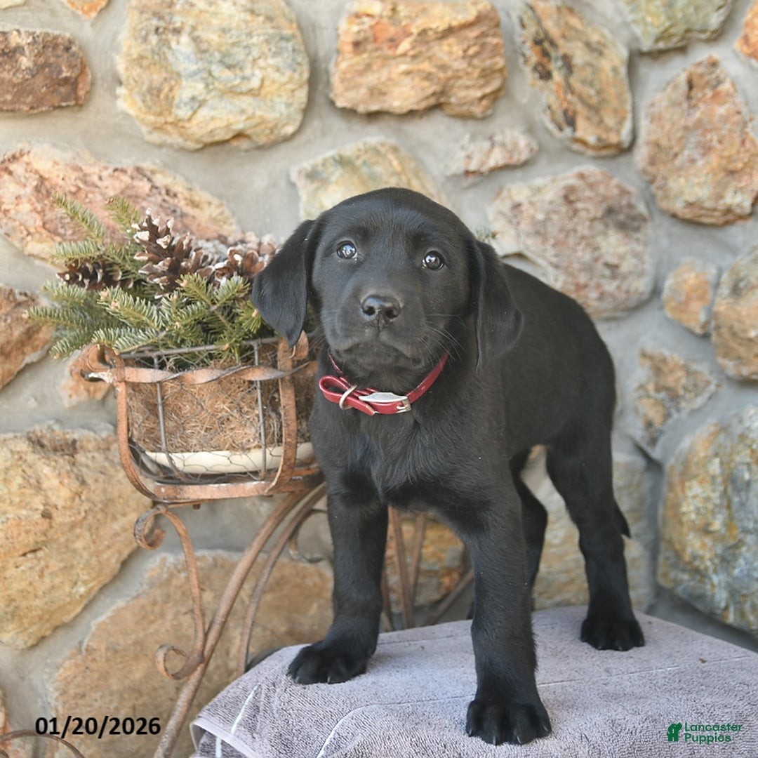 Labrador Retriever dogs for sale: Jordan  - Ad 5