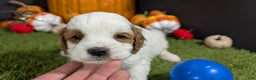 Cavapoo dogs for sale: Cavapoo Puppy 1 - Ad 2