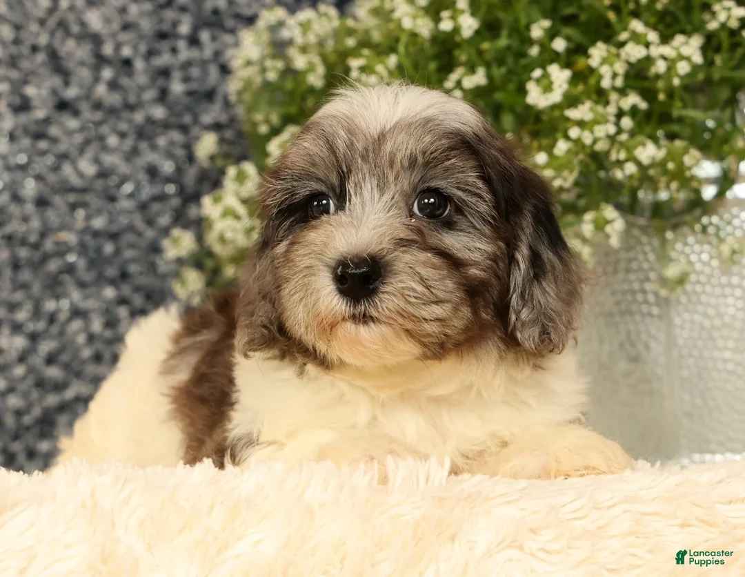 Havapoo dogs for sale: Snickers - Ad 1