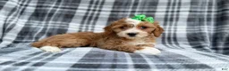 Cavapoo dogs for sale: Mia - Ad 9