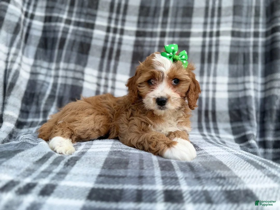 Cavapoo dogs for sale: Mia - Ad 9