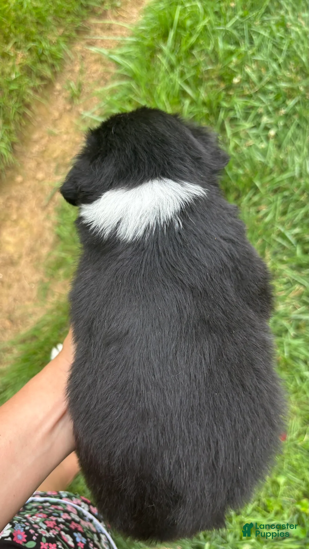 Miniature Australian Shepherd dogs for sale: #10 Black Tri Male - Ad 2