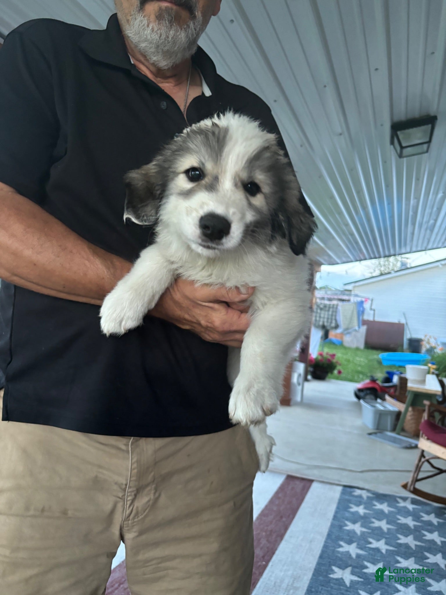 Great Pyrenees dogs for sale: Great Pyrenees 6 - Ad 1