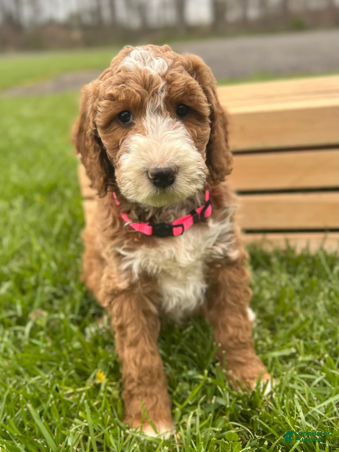 Irish Doodle dogs for sale: Adele - Ad 2