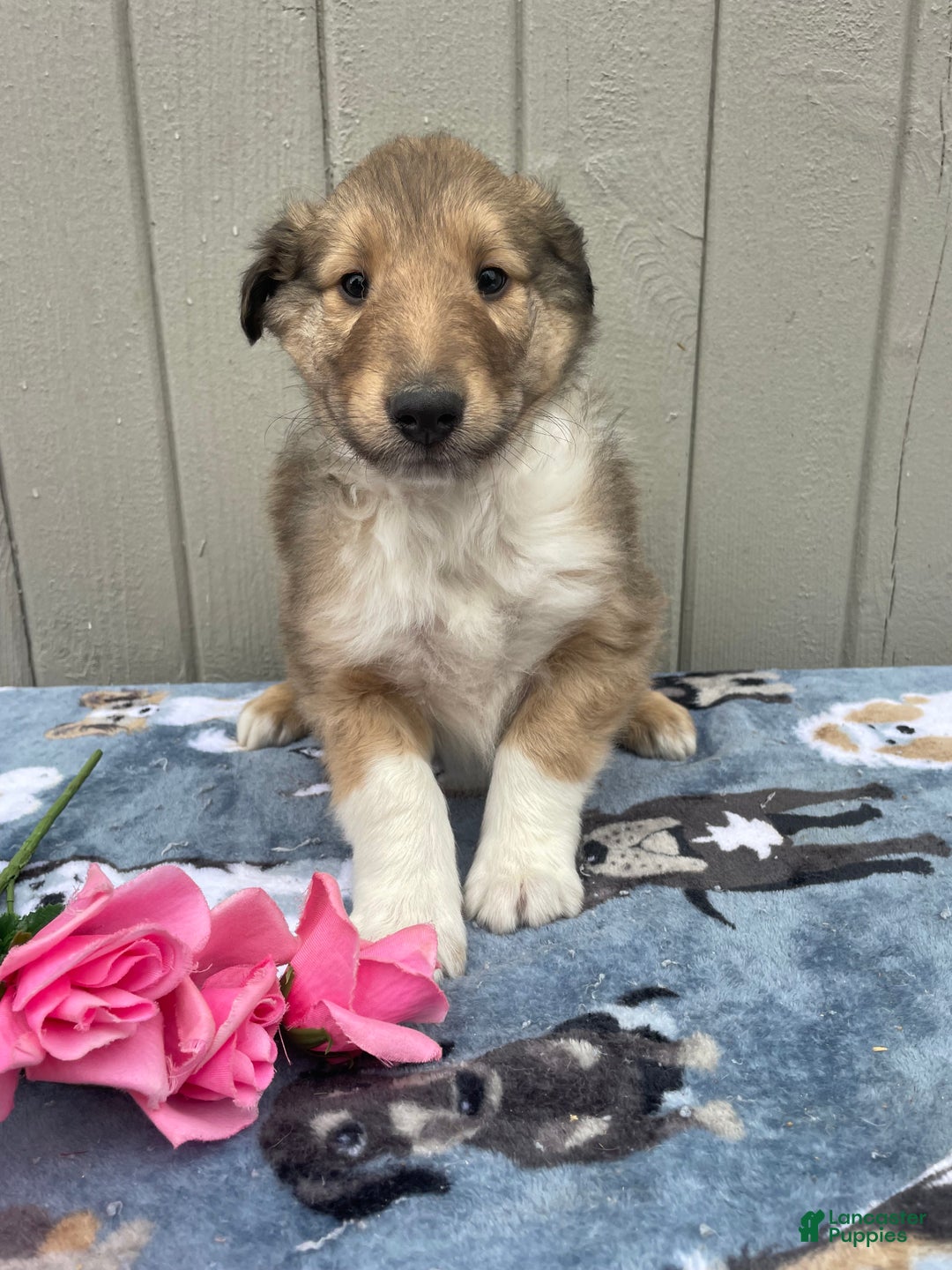 Collie dogs for sale: Carson - Ad 1