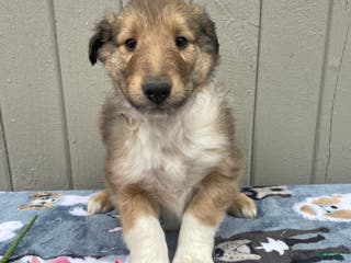 Collie dogs Carson - Ad 26