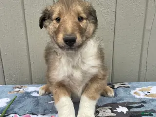 Collie dogs Carson - Ad 15