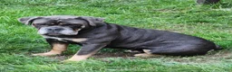 Olde English Bulldogge dogs for sale: Olde English Bulldogge Puppy 2 - Ad 2