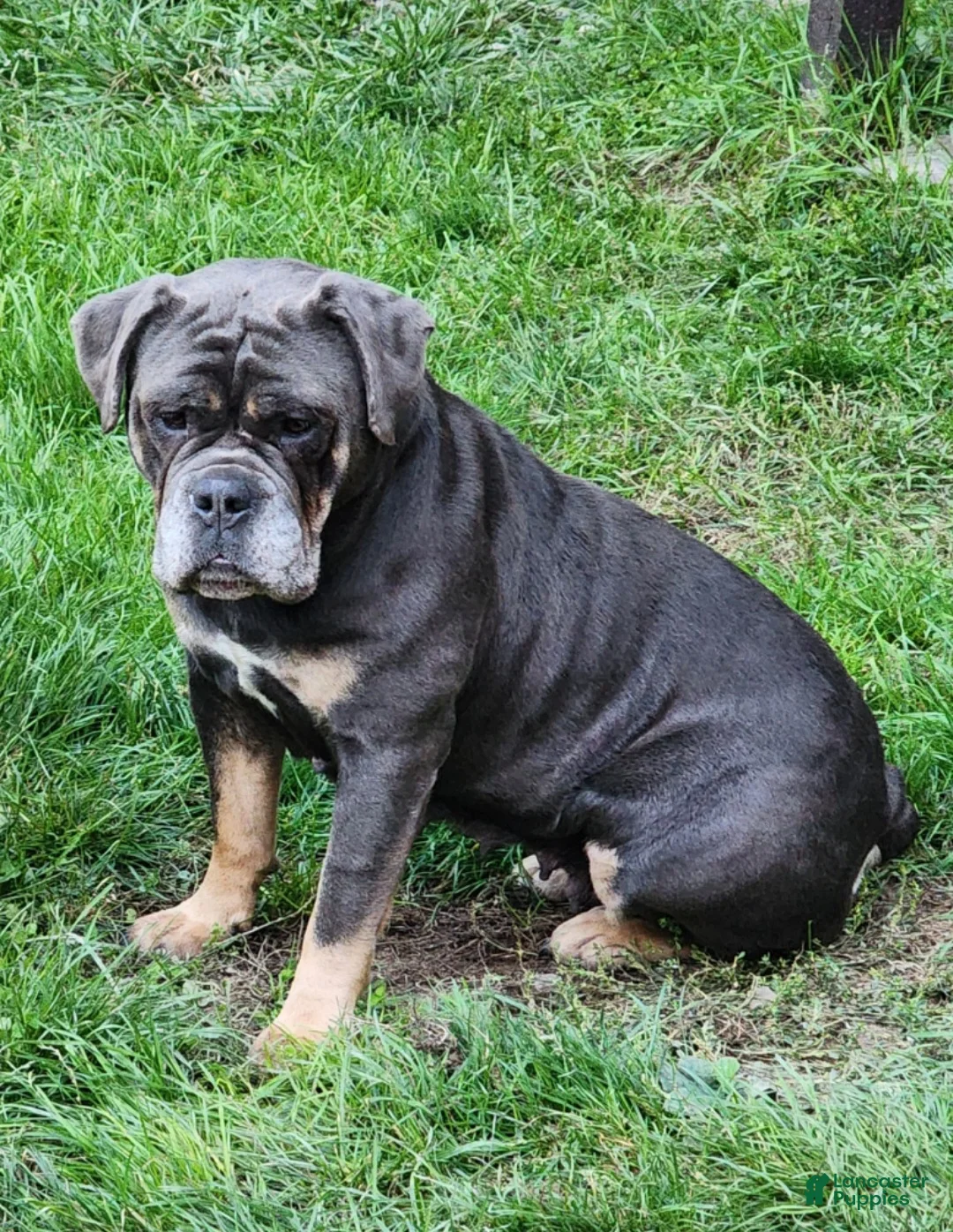 Olde English Bulldogge dogs for sale: Olde English Bulldogge Puppy 2 - Ad 2