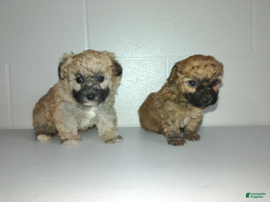 Yorkiepoo dogs for sale: Cara  - Ad 24