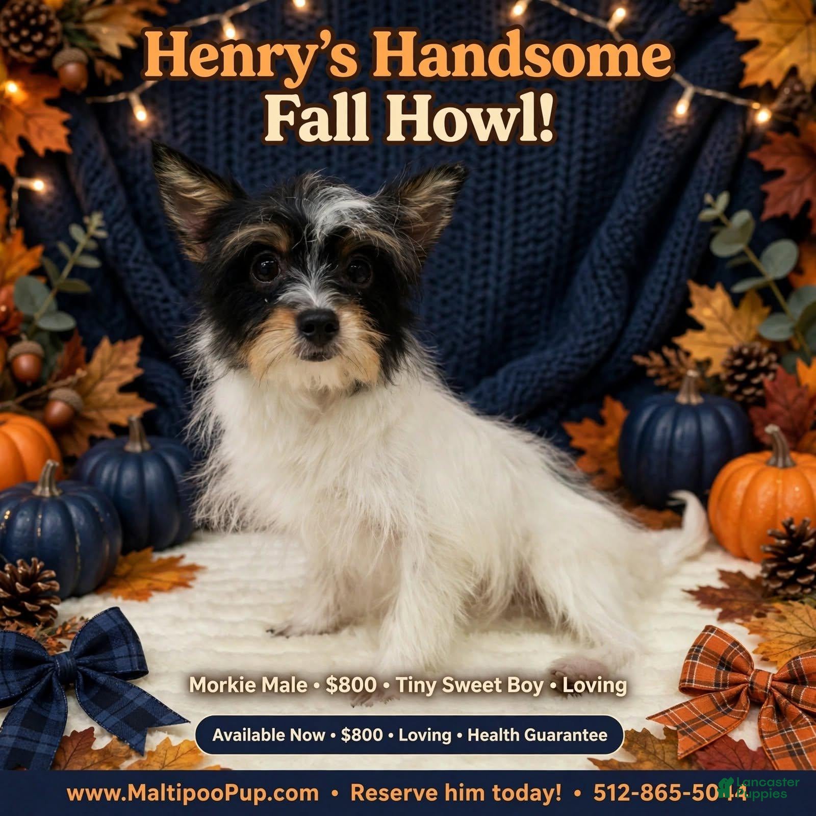 Morkie dogs Henry - Ad 22