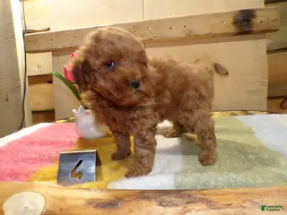 Mini Goldendoodle dogs for sale: Mini Goldendoodle Puppy 4 Phoenix - Ad 1