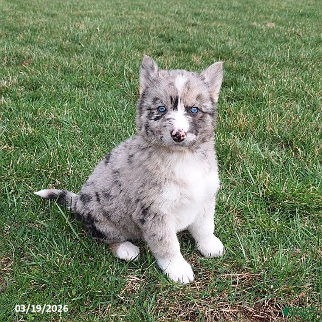 Gerberian Shepsky dogs for sale: Luna  - Ad 1