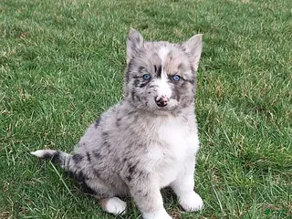 Gerberian Shepsky dogs for sale: Luna - Ad 3