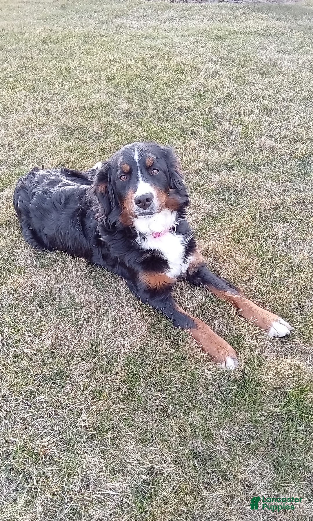 Gallery Image {{count}}