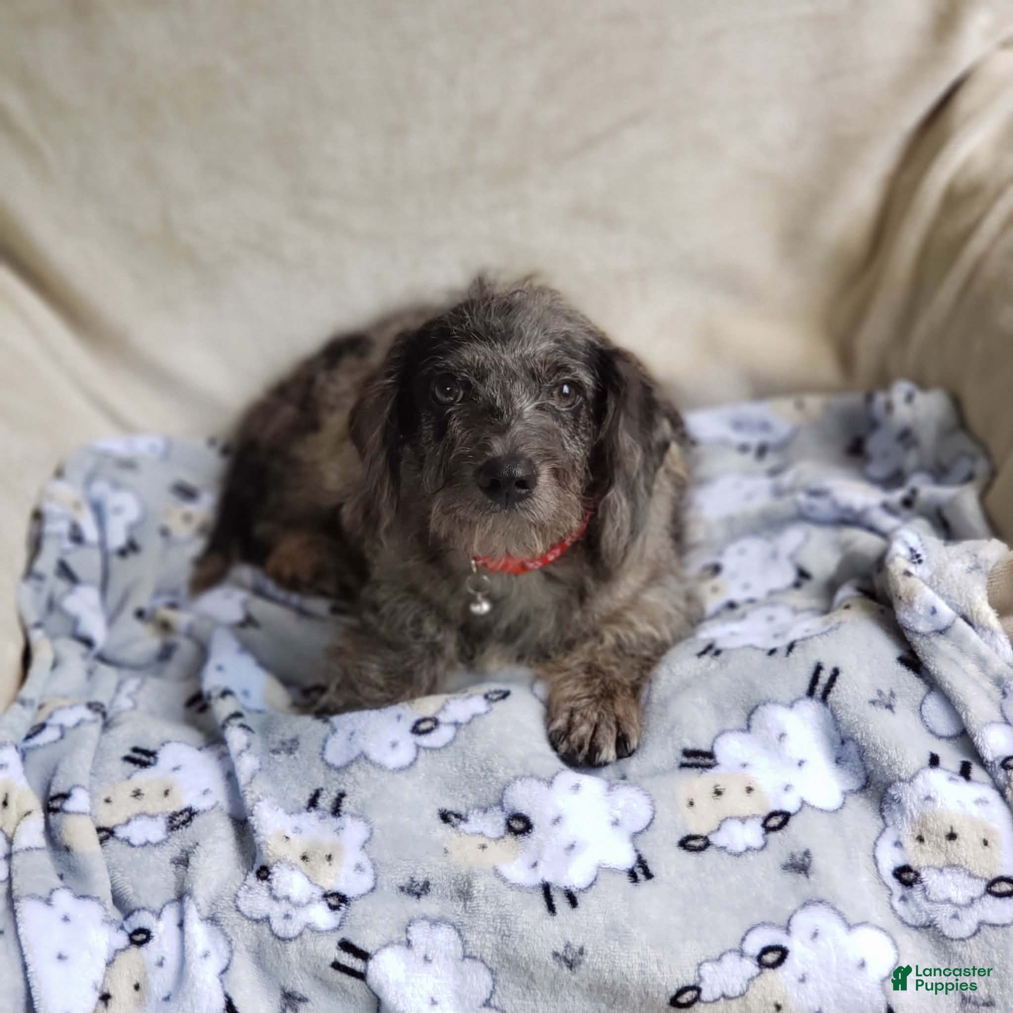 Cavapoo dogs Cavapoo 1 - Ad 2