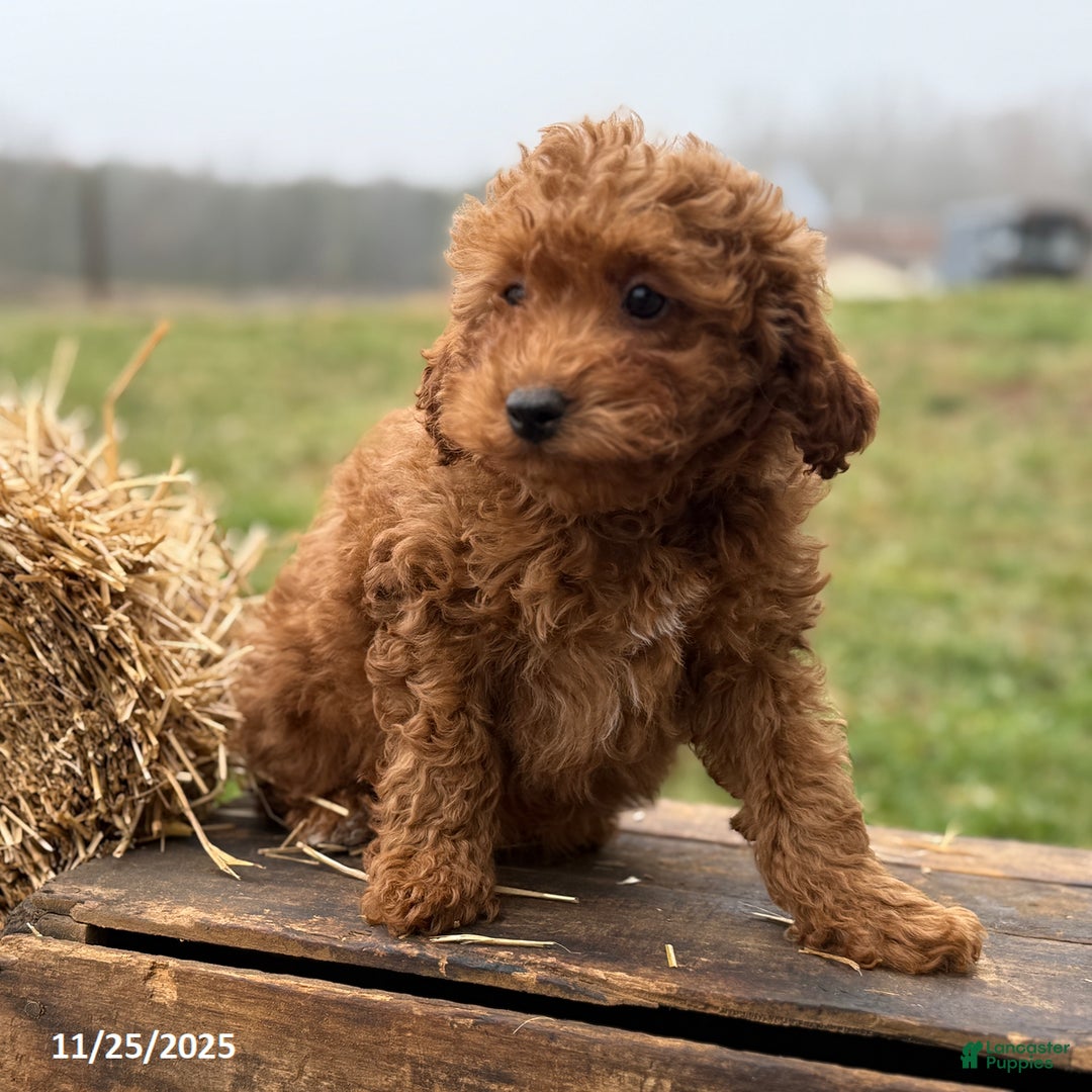 Irish Doodle dogs for sale: Fynn - Ad 4