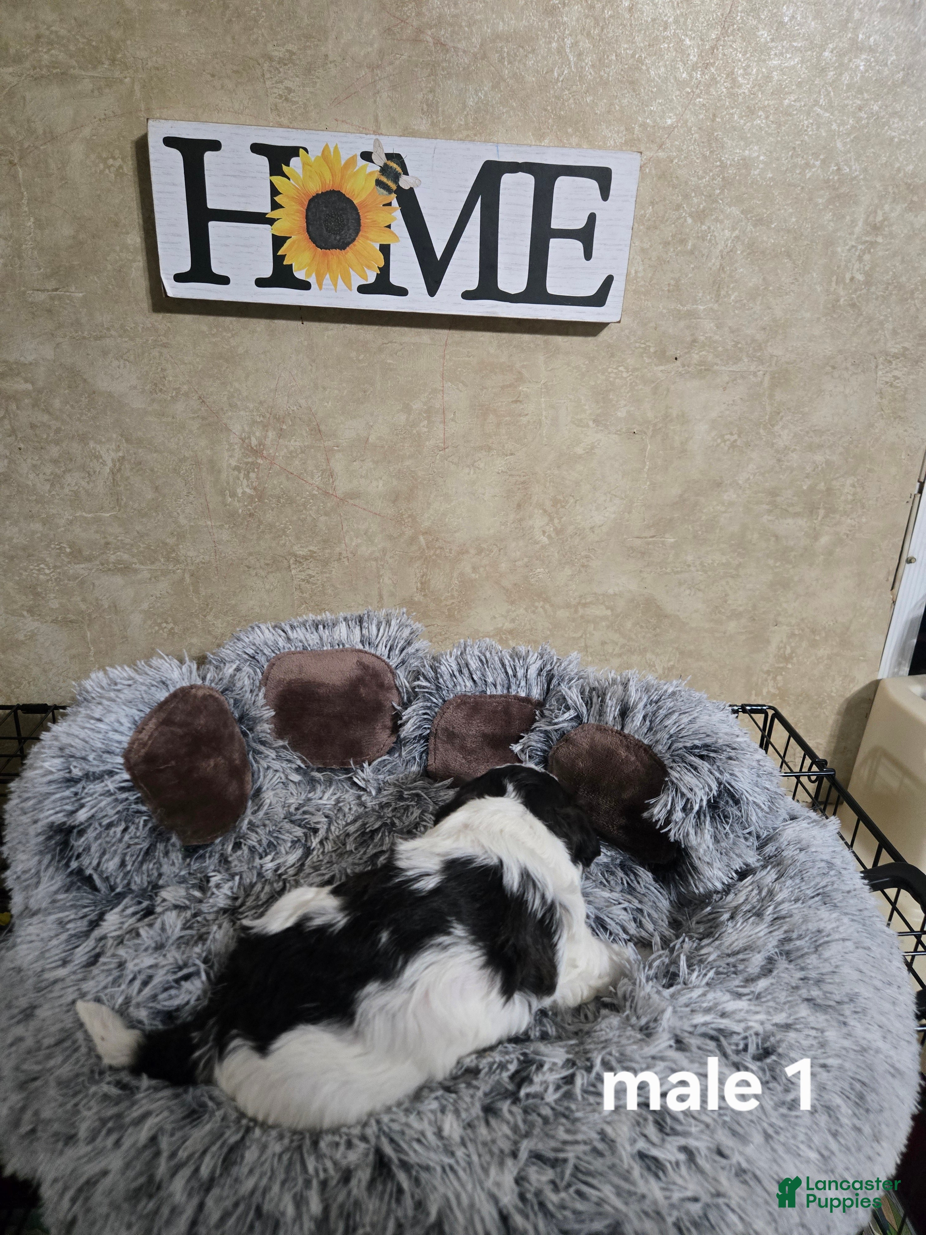 Mixed Breed dogs Male 1 - Ad 2